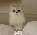 萌宠 猫咪 乖巧 呆萌 可爱