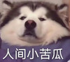 萌宠 汪星人 人间小苦瓜 难受 呆萌 可爱