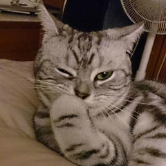 猫咪睁一只眼闭一只眼可爱捂嘴躺着gif动图