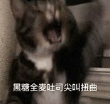 萌寵 貓咪 黑糖全麥吐司尖叫扭曲 呆萌 可愛