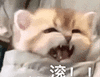 萌宠 猫咪 滚 呆萌 可爱