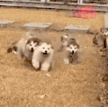 萌宠 狗 跑 呆萌 可爱