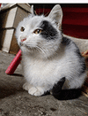 萌宠 猫咪 盯 呆萌 可爱