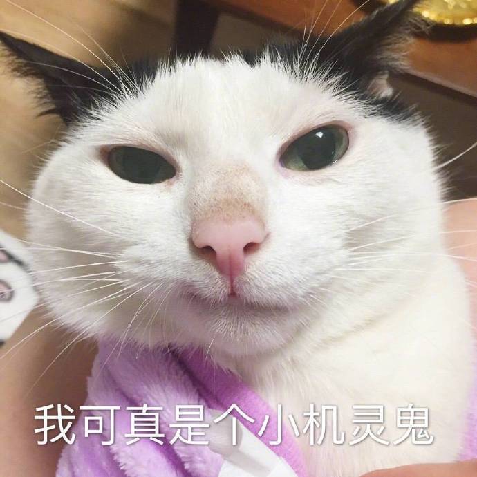 大聪明猫猫表情包图片