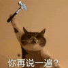 萌宠 猫咪 你再说一遍 呆萌 可爱