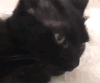 萌宠 猫咪 惊讶 呆萌 可爱