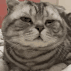 萌宠 猫咪 累了 呆萌 可爱
