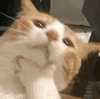 萌宠 猫咪 思考 呆萌 可爱