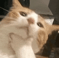 萌宠 猫咪 思考 呆萌 可爱
