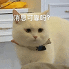 萌宠 猫咪 消息可靠吗 呆萌 可爱