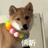 萌宠 狗狗 偷听 呆萌 可爱