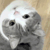 萌宠 猫咪 好奇 呆萌 可爱