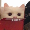 萌宠 猫星人 偷偷看你 好奇 呆萌 可爱