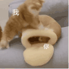 萌宠 猫咪 我 你 呆萌 可爱