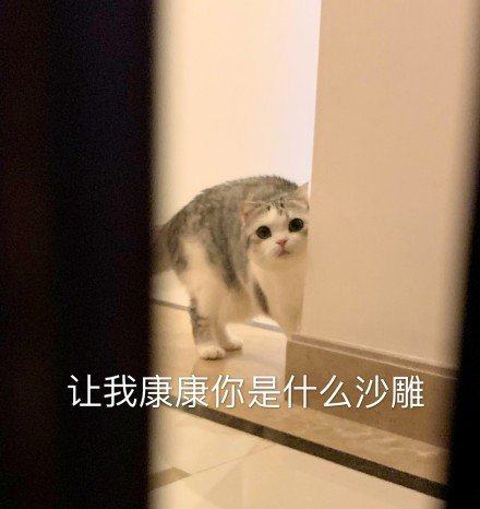 好奇的表情包小猫图片