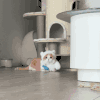 萌宠 猫咪 我来了 呆萌 可爱