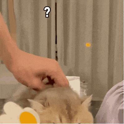 萌宠 猫咪 ？ 呆萌 可爱