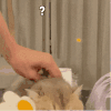 萌宠 猫咪 ？ 呆萌 可爱