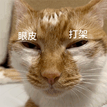 萌宠