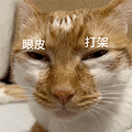 萌宠 猫咪 眼皮打架 呆萌 可爱