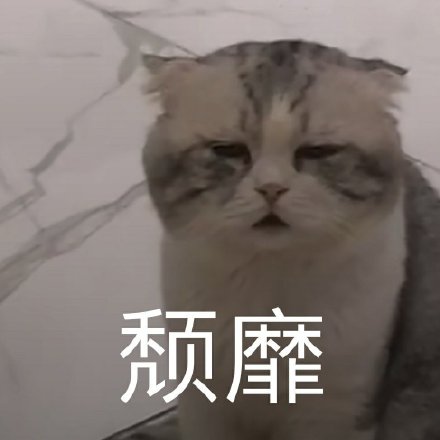 可怜的猫咪表情包图片