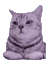 猫咪 猫meme 可爱 搞怪