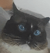 萌宠 猫咪 盯 呆萌 可爱