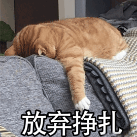 萌宠猫猫咪喵星人放弃挣扎gif动图_动态图_表情包下载_soogif