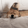 萌宠 狗狗 开心 呆萌 可爱