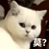 萌宠 猫咪 莫 呆萌 可爱