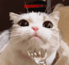 萌宠 猫咪 抓痒 呆萌 可爱