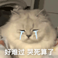 萌宠 猫咪 哭死 呆萌 可爱