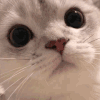 萌宠 猫咪 看 呆萌 可爱