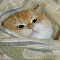 萌宠 猫咪 哭 呆萌 可爱