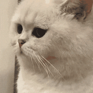 萌宠 猫咪 生气 呆萌 可爱