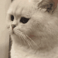 萌宠 猫咪 生气 呆萌 可爱