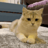 萌宠 猫咪 开心 呆萌 可爱