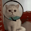 萌宠 猫咪 坐着 呆萌 可爱