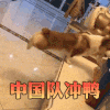 萌宠 汪星人 中国队加油 加油 搞怪 逗