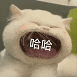 萌宠 猫咪 哈哈 呆萌 可爱