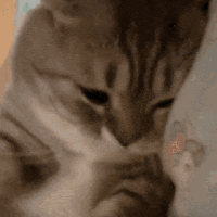 萌宠 猫咪 睡了 呆萌 可爱