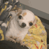 萌宠 狗狗 笑 呆萌 可爱