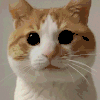 萌宠 猫咪 点头 呆萌 可爱