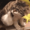 萌宠 猫咪 抓痒 呆萌 可爱