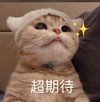 萌宠 猫星人 超期待 开心 呆萌 可爱