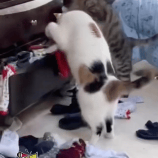 萌宠 猫咪 翻 呆萌 可爱