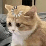 萌宠 猫咪 思考 呆萌 可爱