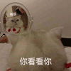萌宠 猫咪 你看看你 可爱 呆萌