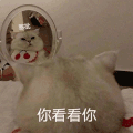 萌宠 猫咪 你看看你 可爱 呆萌