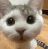 萌宠 猫咪 盯 呆萌 可爱
